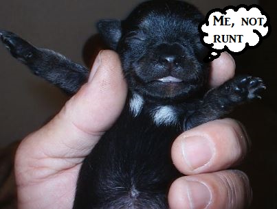 Interesting Facts About the Runt of the Litter | PetHelpful