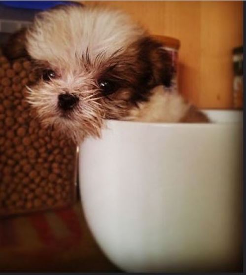 interesting facts about the runt in the litter