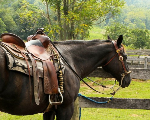 Cleaning Horse Tack: How to Make Homemade Saddle Soap Cleaning Horse Tack: How to Make Homemade Saddle Soap