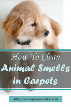 Eliminating Pet Smells From Your Home and Carpets