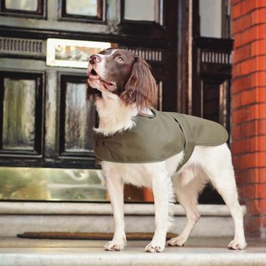 Designer Dog Clothes