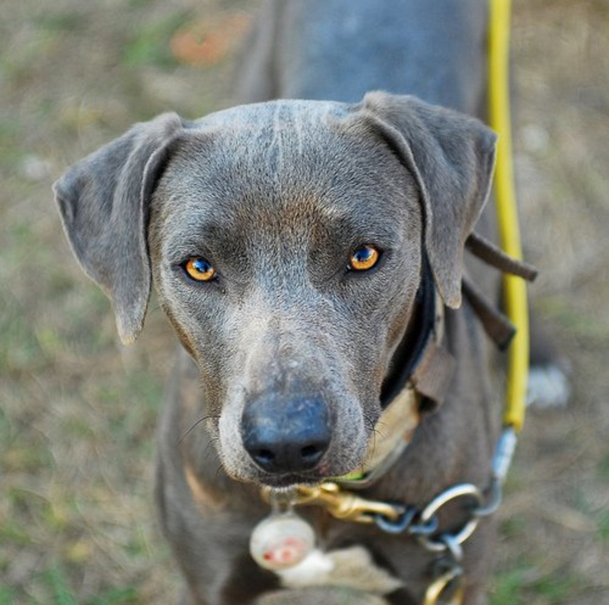 What Is a Lacy Dog (aka Blue Lacy)? | PetHelpful