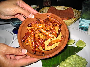The edible gusanos are like large maggots