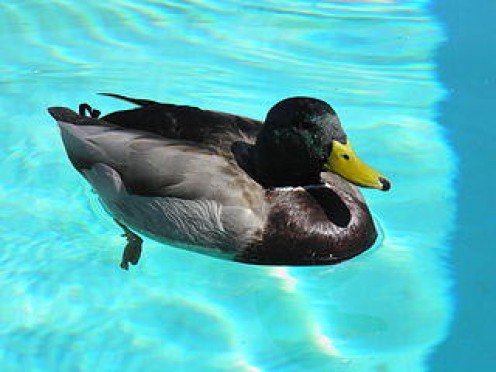 10 Simple Tips for Keeping Ducks Away from Your Pool 10 Simple Tips for Keeping Ducks Away from Your Pool