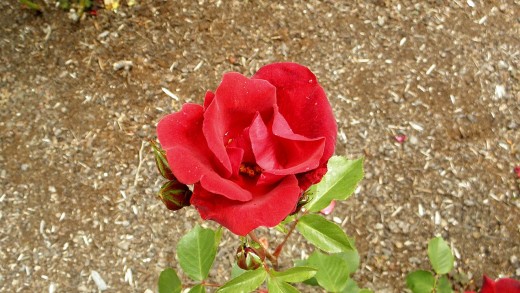  Rose 'Cocorico'