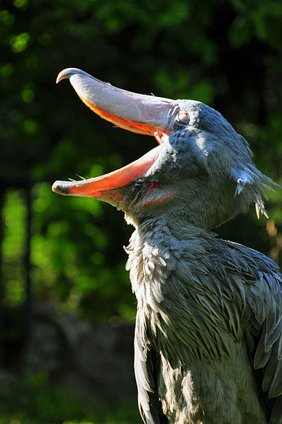 Yawning Shoebill (Balaeniceps rex) at Weltvogelpark Walsrode (Walsrode Bird Park, Germany)