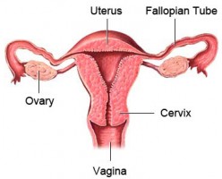 Treatment of Bicornuate Uterus