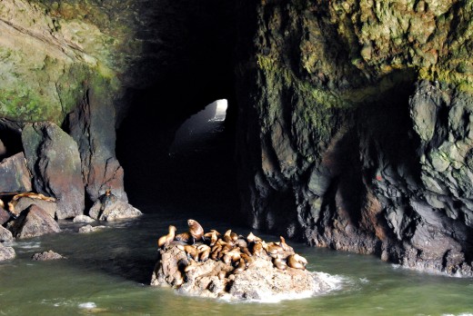 Sea lions inside the Sea Lion Caves
