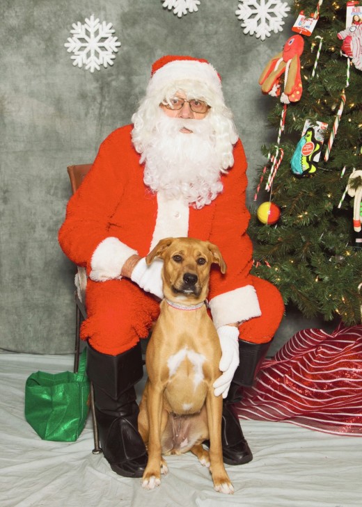 Original photo of my own fur baby Grace at a Christmas charity event.