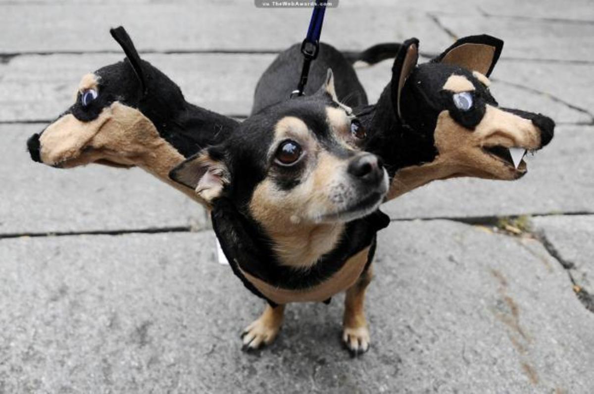 Spider Costumes For Dogs Of All Sizes Hubpages