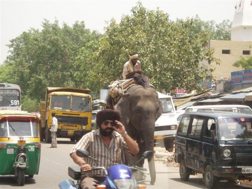Animals are commonly seen on the Indian roads. 