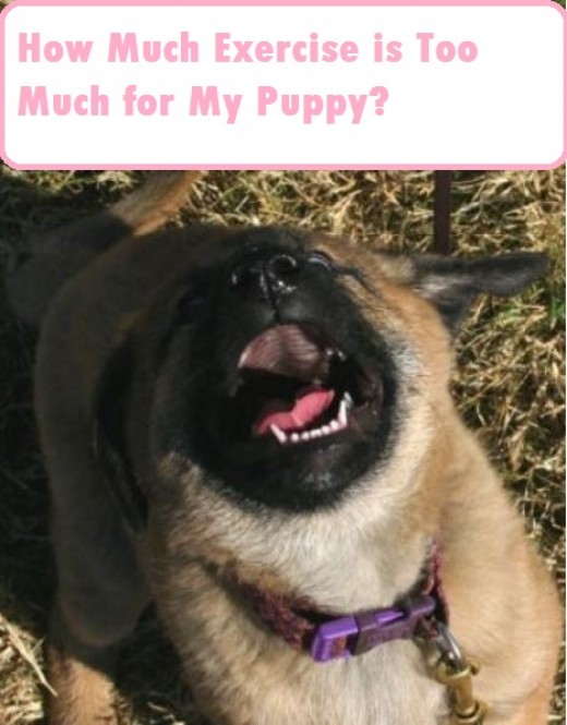 How Exercise Can Harm a Puppy's Growth Plates PetHelpful