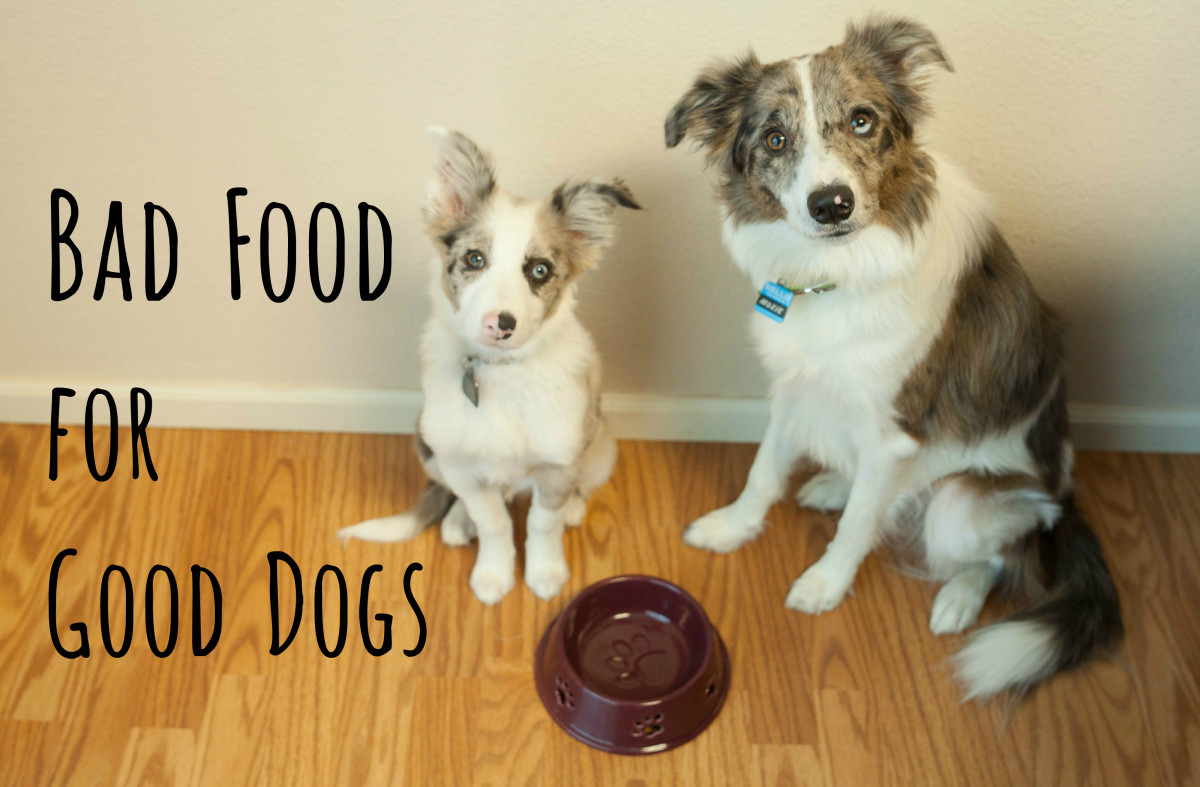 10 Common People Foods That Can Kill Your Dog PetHelpful
