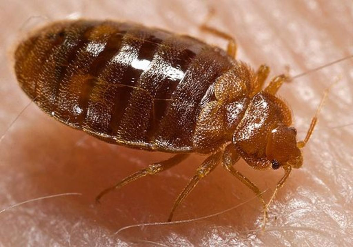 Greatly magnified image; Bedbugs can be hard to spot, as they are very tiny