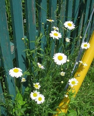 growing wild along fence, Bob Ewing photo
