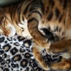 Do You Think You Are Ready For A Bengal Cat?