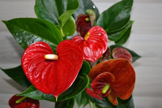 10 Great House Plants For Improved Indoor Air Quality Dengarden Flamingo Flower Houseplants Help Clean Indoor Air By Filtering Out Pollutants