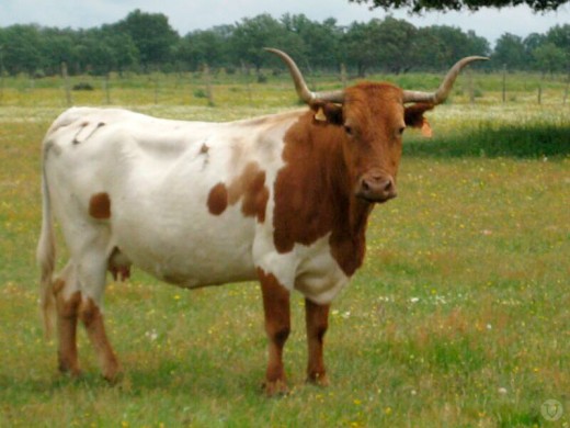A Spanish cattle breed, berrenda en colorado.
