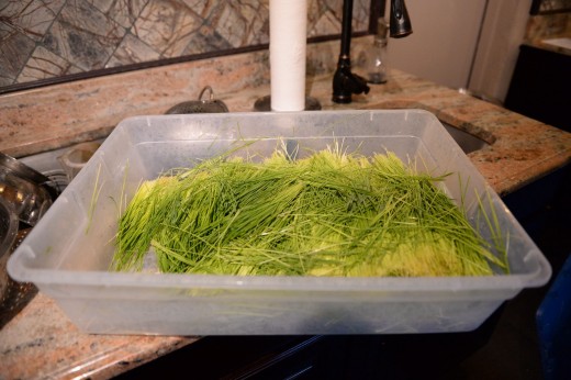 Wheatgrass ready to be juiced.