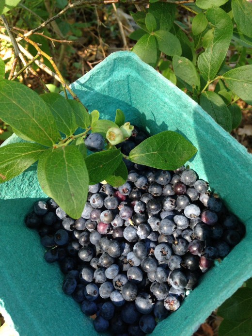 Fresh picked, wild blueberries