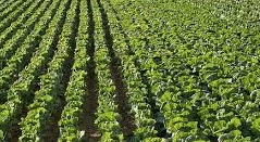 Cabbage Farms