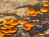 Mushrooms