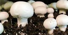 Mushroom farming