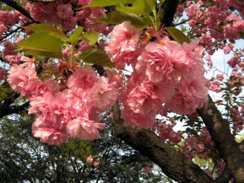 Cherry blossoms at Queens Botanical Garden / Photo by E. A. Wright 2009