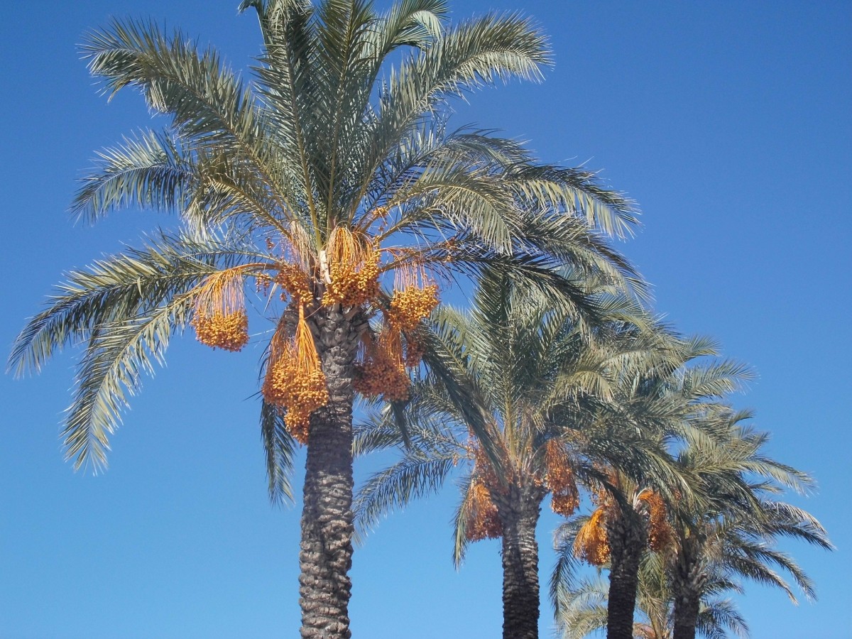 Facts About The Date Palm Tree  Description and Uses  HubPages