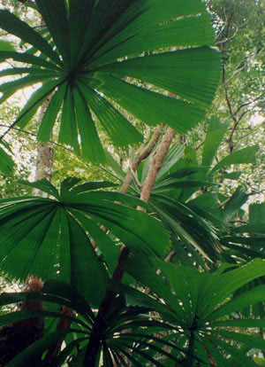 The fan palms at Cape York