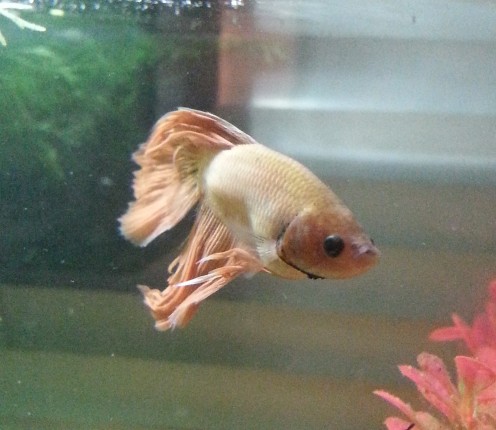 Helping Your New Betta Feel at Home Helping Your New Betta Feel at Home