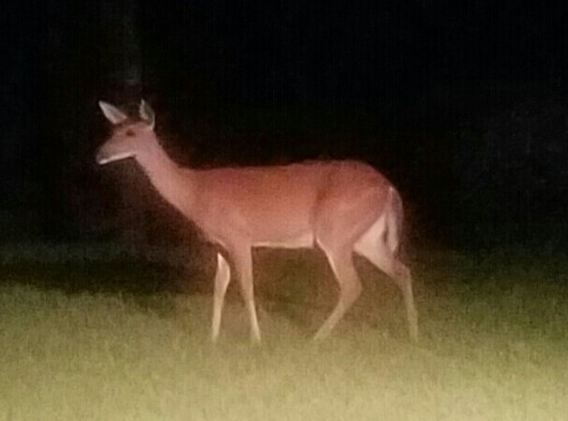 This photo was shot at midnight, in low light, with my Galaxy S7.  The Doe triggered our motion-detector flood lights and I got the photo.  The Doe was on the edge of flood light coverage.  Still got lots of detail.