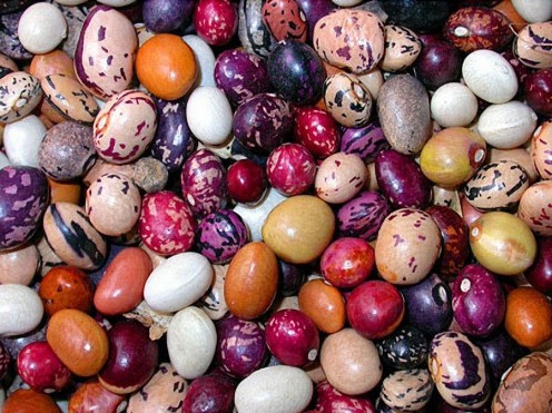  Phenotypes of Seed Coat Color and Size in Bean Family