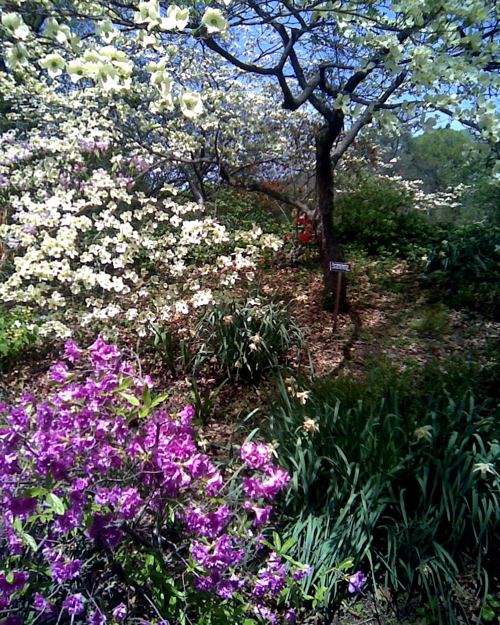 Dogwood, Brooklyn Botanic Garden / E. A. Wright 2009