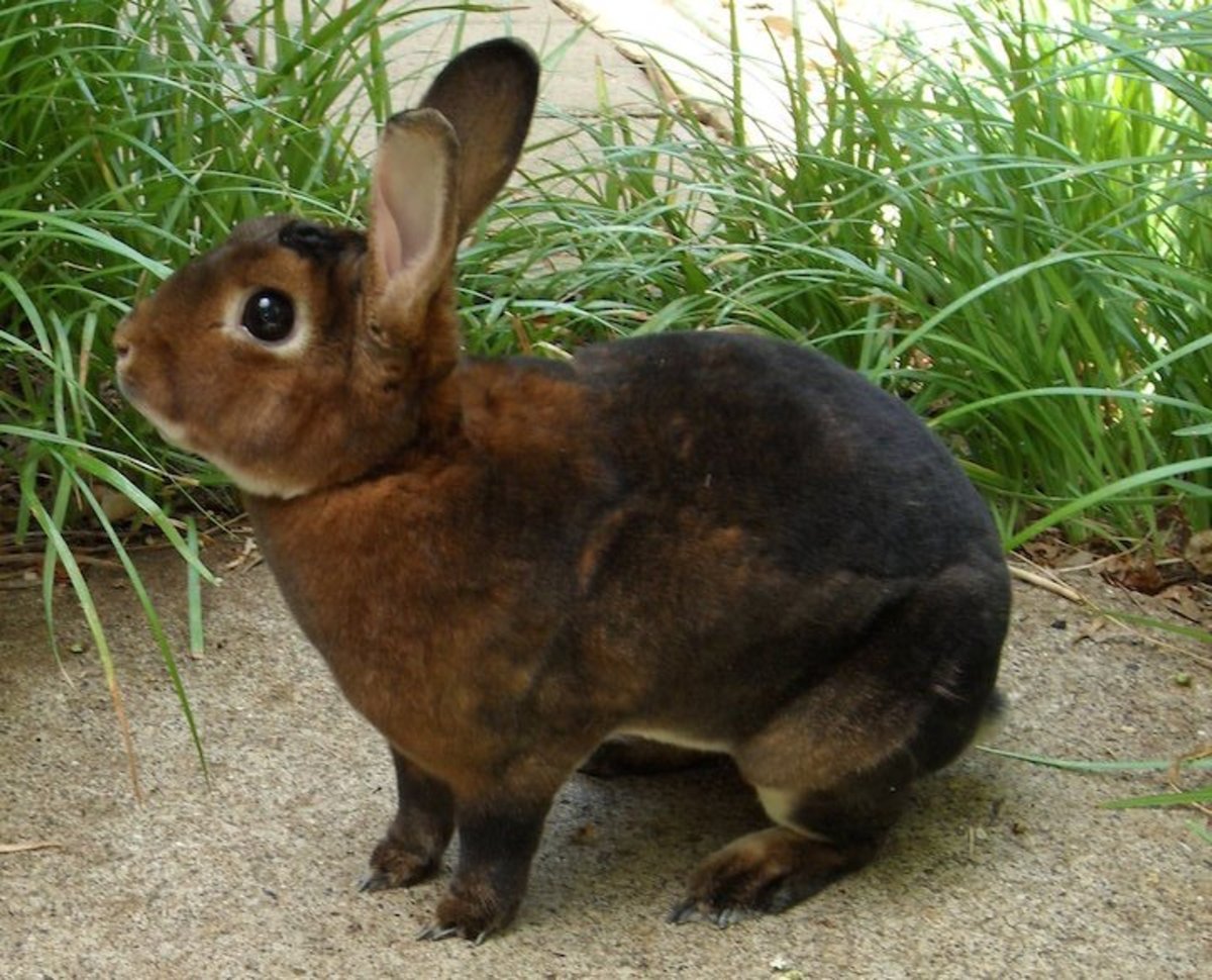 Best Pet Rabbit Breeds