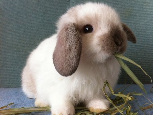 8 Of The Best Pet Rabbit Breeds PetHelpful