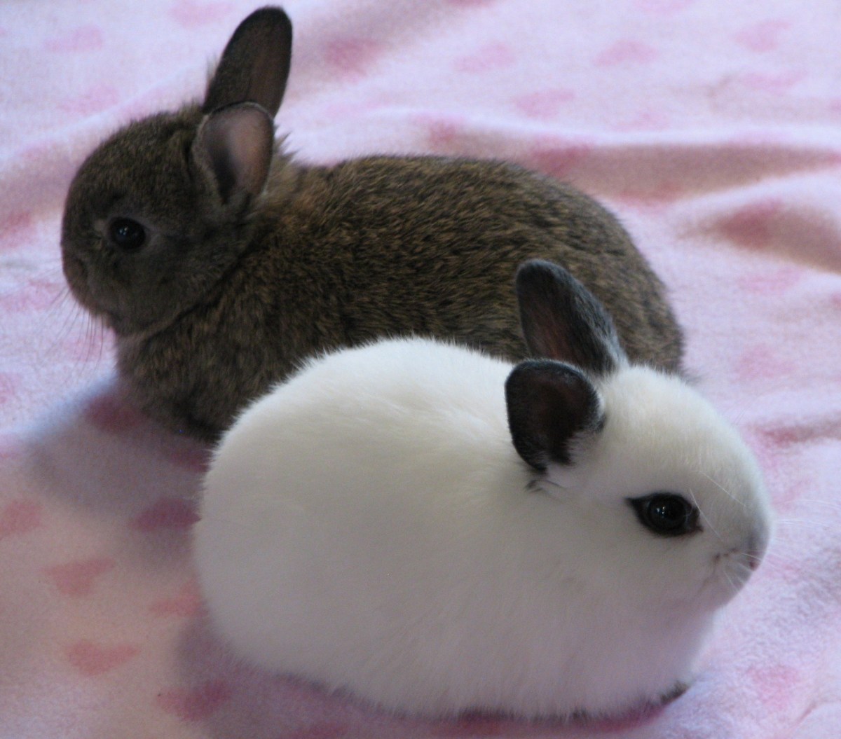 7 of the Best Pet Rabbit Breeds 7 of the Best Pet Rabbit Breeds
