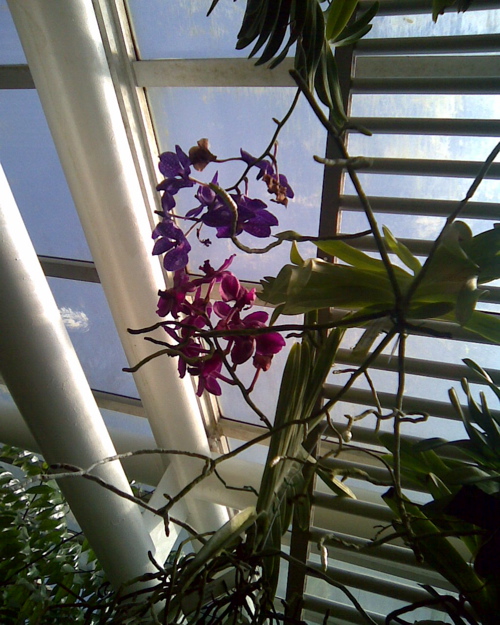 Orchids, Brooklyn Botanic Garden / E. A. Wright 2009