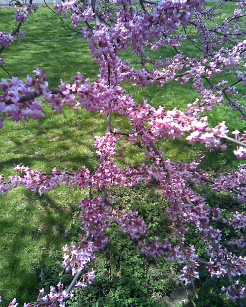 Blossoms, Brooklyn Botanic Garden / E. A. Wright 2009