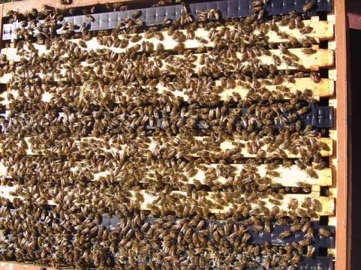 This is a healthy thriving hive of bees. This hive holds about 20,000 to 30,000 bees.