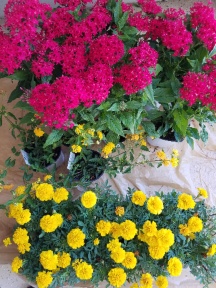 Color in the flower garden
