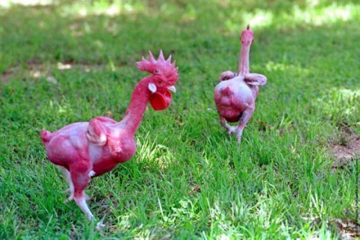 A Phenotype of a Bald Chicken