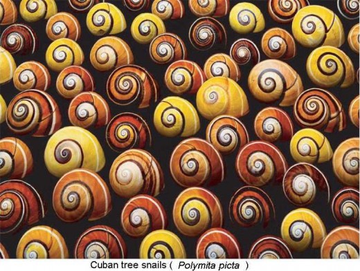 Phenotypic variation in Color and Spiral Pattern in Snail Shells