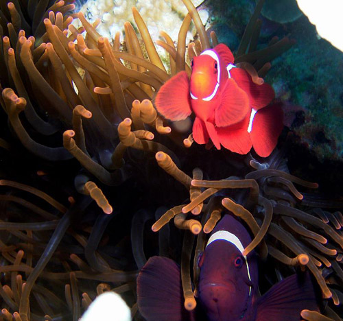 A Pair in their anemone. The darker, bigger maroon clownfish is the female.