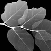 Alabaster profile image