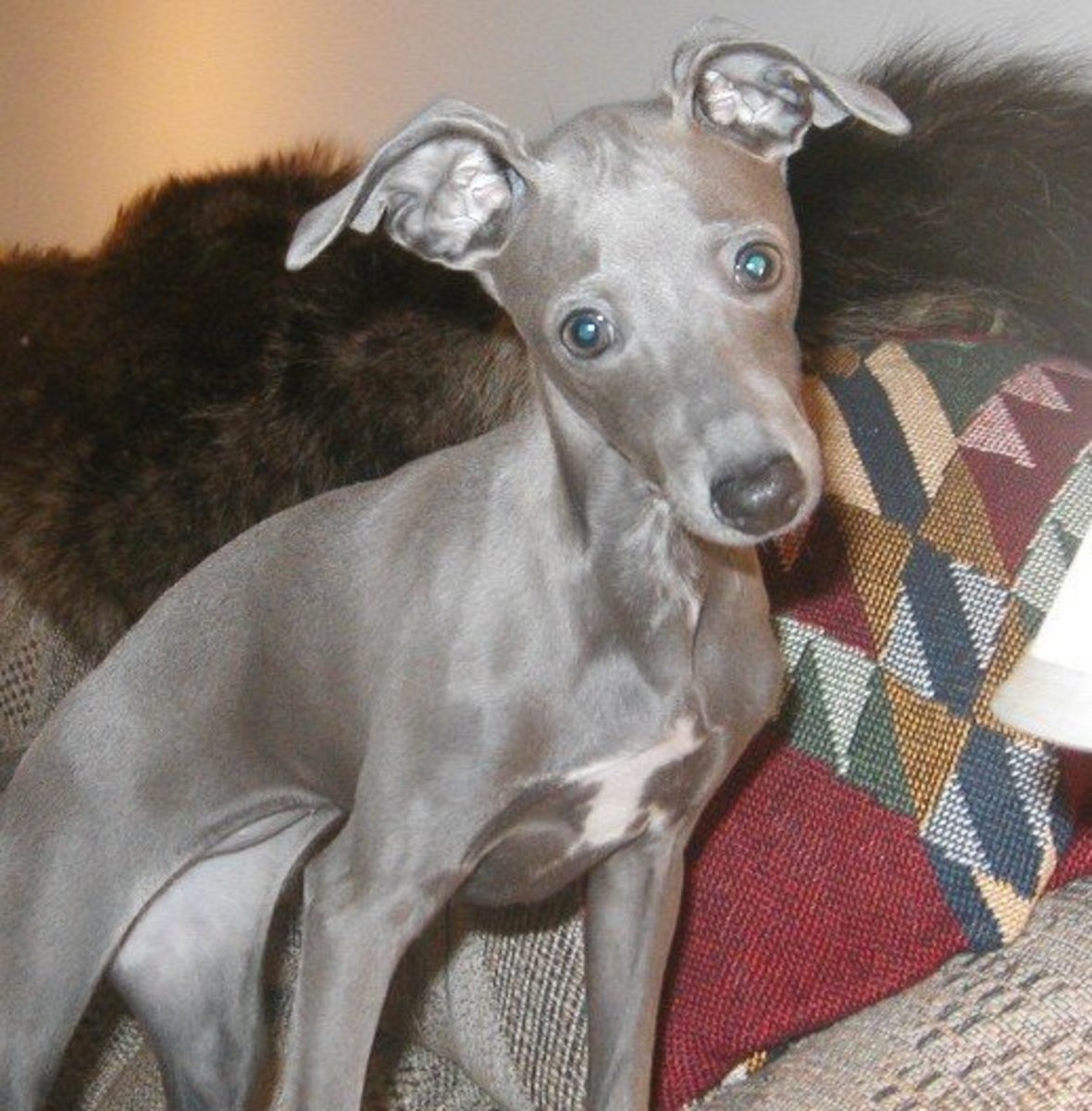 Is An Italian Greyhound The Right Dog For You Pethelpful