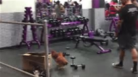 free weights