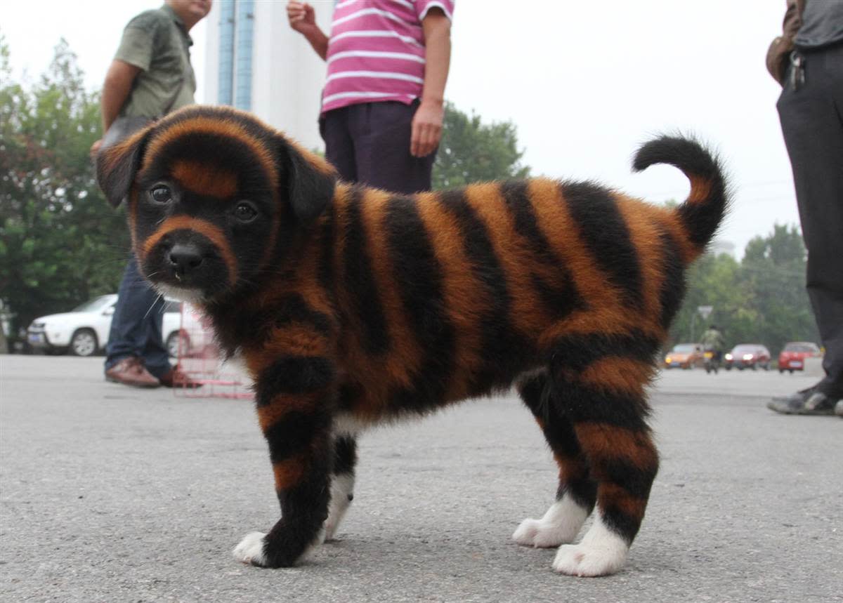 Striped Dogs | HubPages