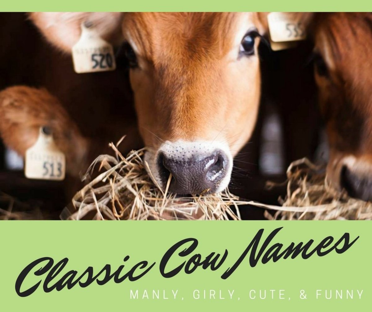 75 Classic Cow Names Pethelpful By Fellow Animal Lovers And Experts - 𝙿𝚒𝚗𝚔 𝙲𝚘𝚠 𝚂𝚝𝚞𝚏𝚏 in 2020 pink cow roblox roblox pictures