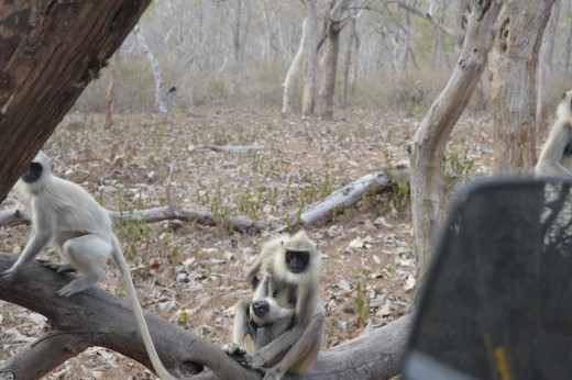 Indian Langur spotted by me at Bandipur National Park